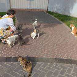 Cats in Kennedy Park