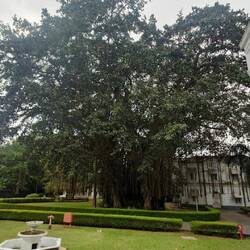 Banyontree