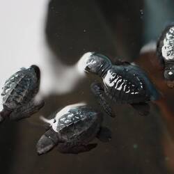 ...bereit um morgen freigelassen zu werden