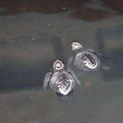 ...sind die drei Tage alten Schildkröten...