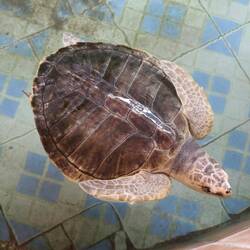 In der kleinen Schildkrötenstation...