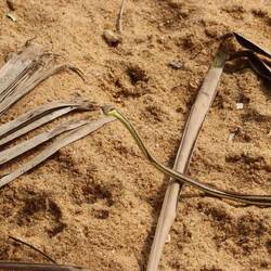 ...kommt nachmittags eine Schlange vorbei