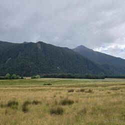Hunderte Schafe am Fluss Makarora River - kaum zu glauben, dass es hier so gefährlich werden kann