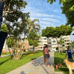 Hunde sind ein wichtiges Prestigeobjekt