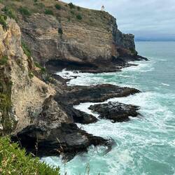 Wo sind die Albatrosse? 🤔