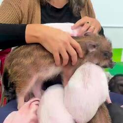 kawaiiiii = süsse micro pigs