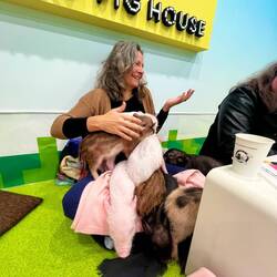 Alle Schweinchen sind zu Mama gegangen🤣