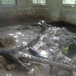 Diese Nördliche Felsenpython ist ganze 6 m lang