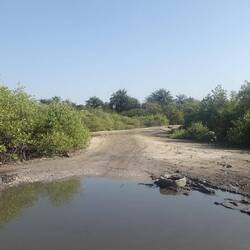 Ein kurzes Stück geht es durch Mangroven