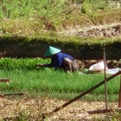 Feldarbeiter auf dem Reisfeld.