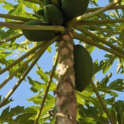Papaya Frucht