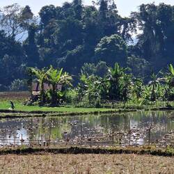 Arbeiter am Reisfeld.