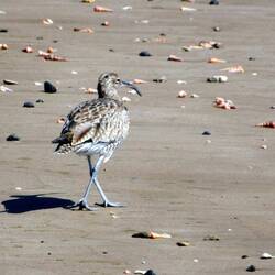A curlew