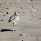 A curlew