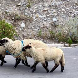 We saw many animals with their shepherds: sheep, llamas, alpacas, cattle