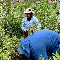 Helping out in the field - harvesting beans