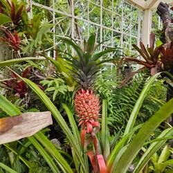 Ananas 🍍