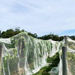 hickinbotham of dromana winery