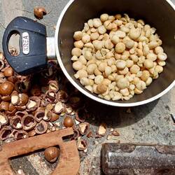Lots of nuts! For pesto 🤩