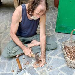 Cracking open home-grown Macadamia nuts