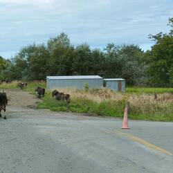 Quand on est revenus de la forêt, les vaches vont se faire traire.