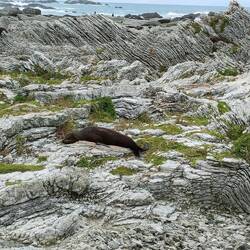 On peut voir une otarie !