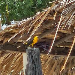 Oriole Blackbird