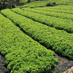 Salat, alles Salat...