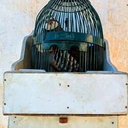 Das tut einem in der Seele weh: eine Taube in einem viel zu kleinen Käfig🥴🥺😁