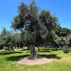 Uralte Olivenbäume im Park