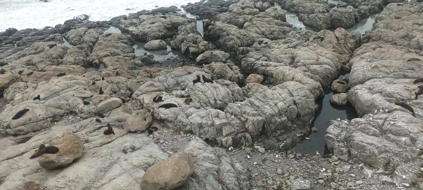 Robbenkolonie am SH 1 kurz vor Kaikoura