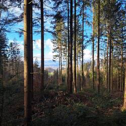 Ausblick vom Waldkino