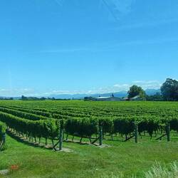 Les vignes en allant a Picton