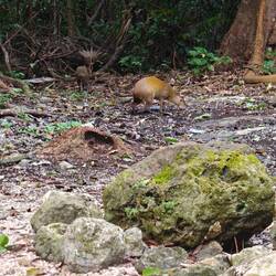 Das ist ein Aguti. Wir haben 2 von ihnen heute morgen im Garten unseres Hotels entdeckt.