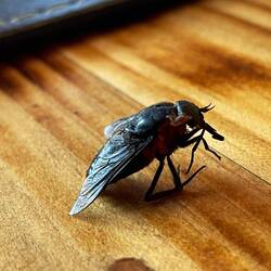 El famoso coliguacho (este era su perfil bueno)