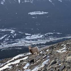 Mountain-Sheep