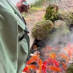Feeding the koi