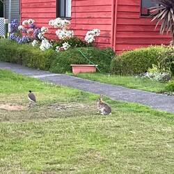 Hase und Vogel sagen gute Nacht😀