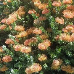 Nadelkissprotea lt. App "Flora Incognita", sehr hübsch