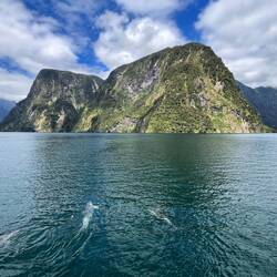 Delfine 🐬 ❤️❤️