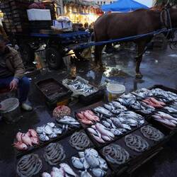 Des poissons bien rangés pour attirer le chaland