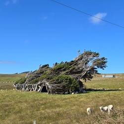 Trees of Slope Point