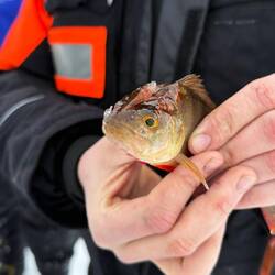 Er hat doch den Fisch gefangen 😉