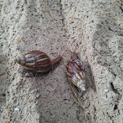 Noch nie Schnecken am Strand gesehen