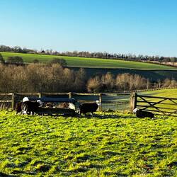 'Lambs' down Lamb Lane