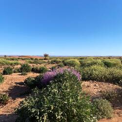 Und irgendetwas blüht dort auch