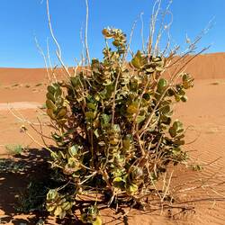 Die Pflanzen wachsen überall, sind aber angeblich hochgiftig.
