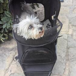 Und Toni durfte im Buggi auch mit