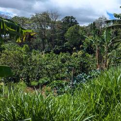 Coffee plants