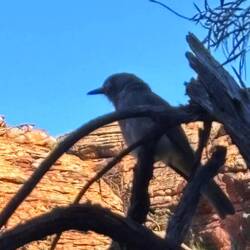 Herkömmliches Robin